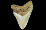 Fossil Megalodon Tooth - North Carolina #109832-1